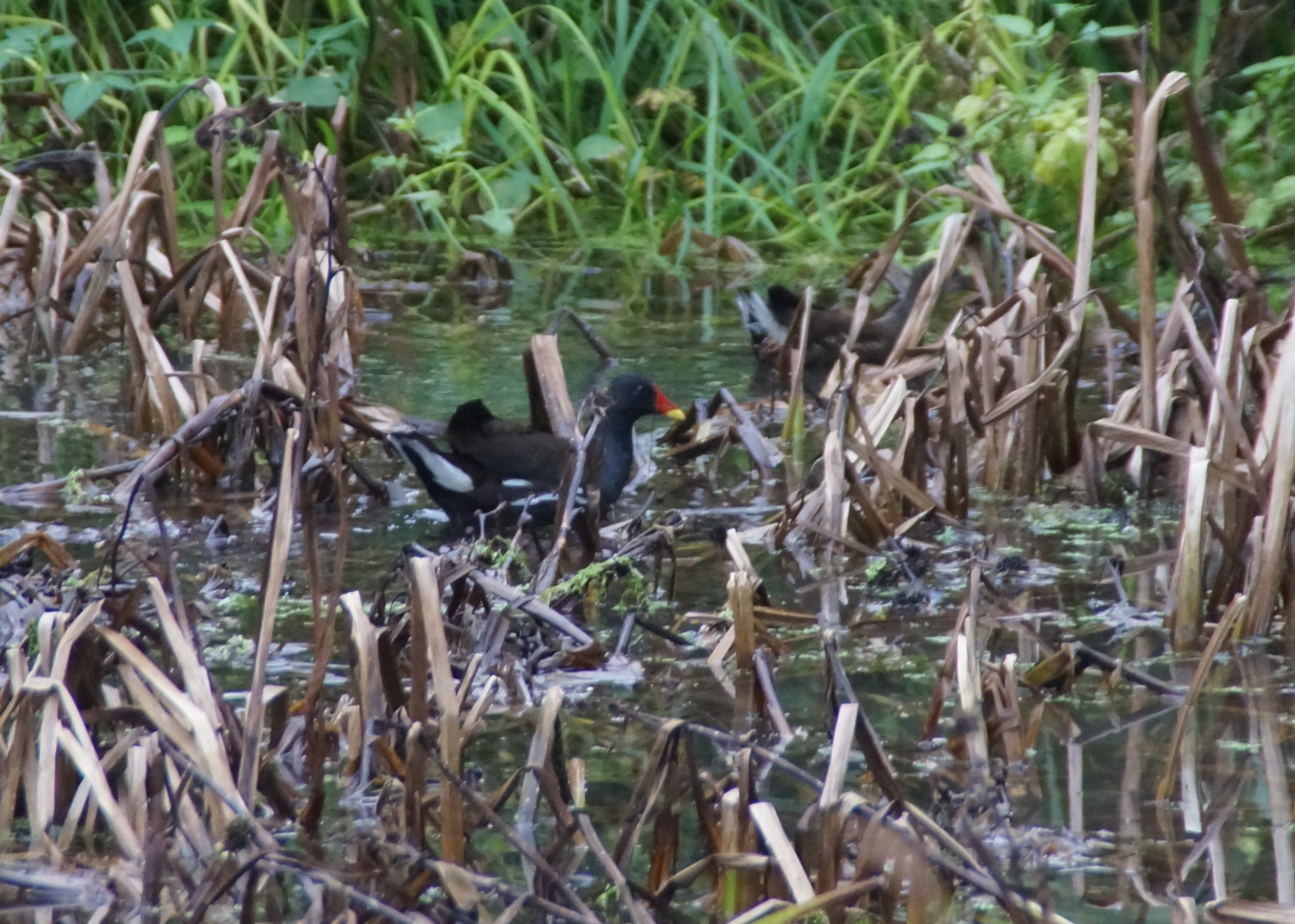 Moorhen (September 2016)