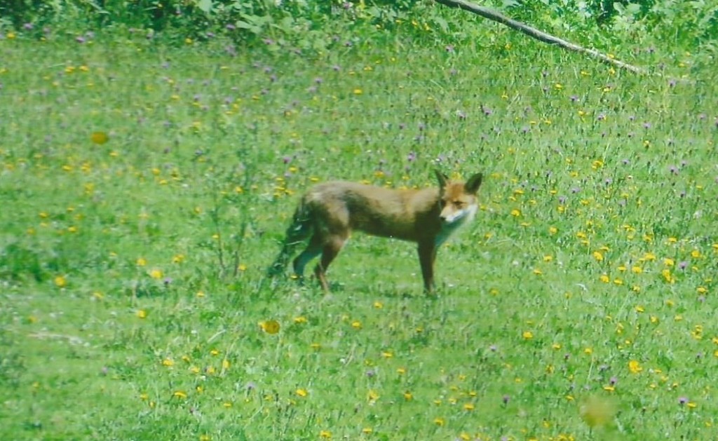 Another Fox (Vulpes vulpes) on the Haycop