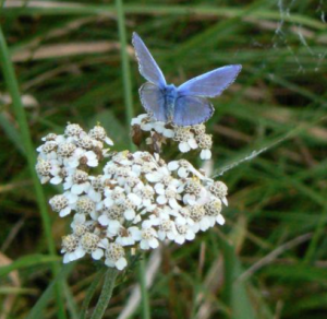 Common Blue 2