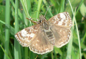 Dingy Skipper