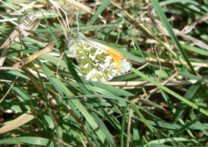 Orange Tip