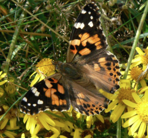 Painted Lady