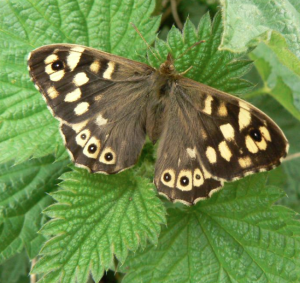 Speckled wood