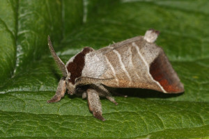 chocolate-tip-moth