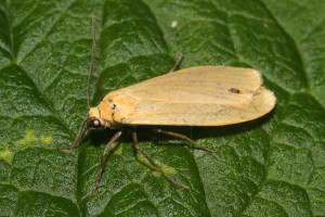 orange-footman