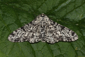 peppered-moth