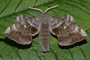 poplar-hawk-moth