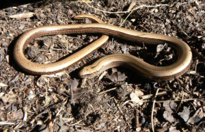 Slow Worm