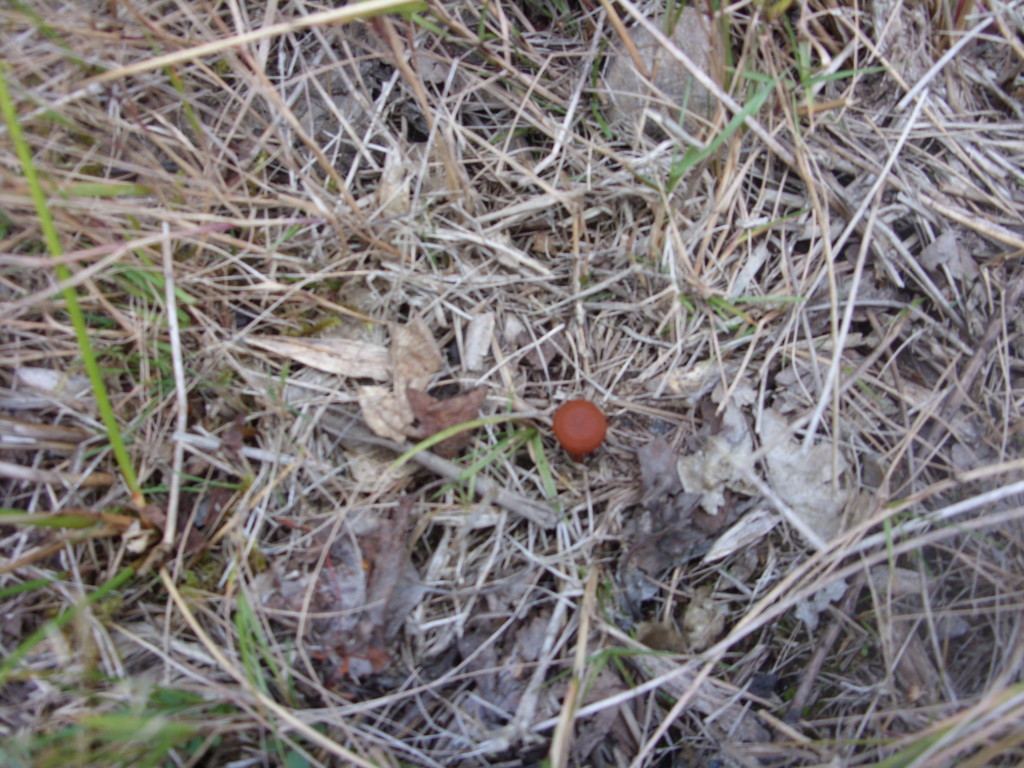 Orange Peel (Peziza aurantia)