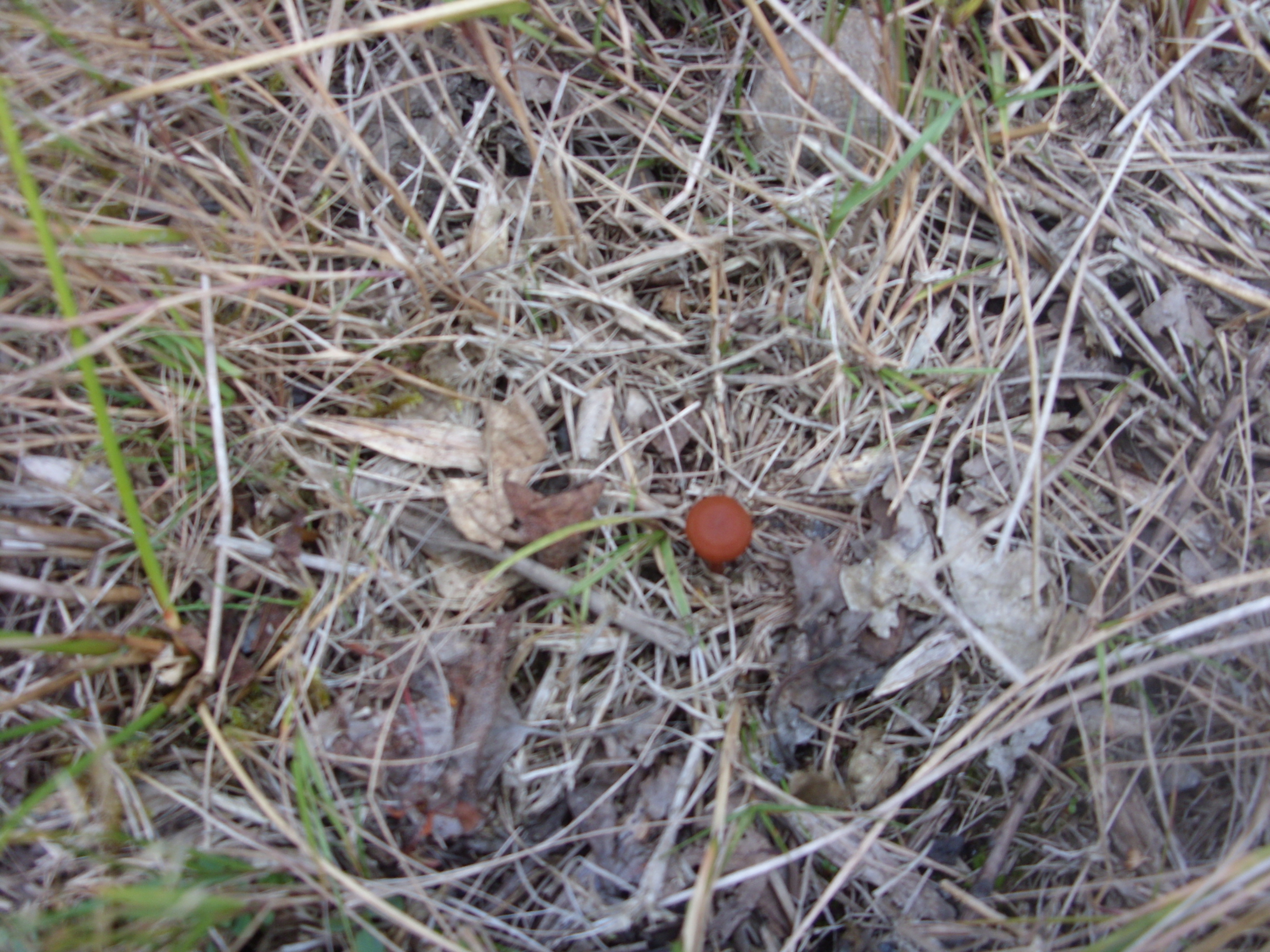 Orange Peel (Peziza aurantia)