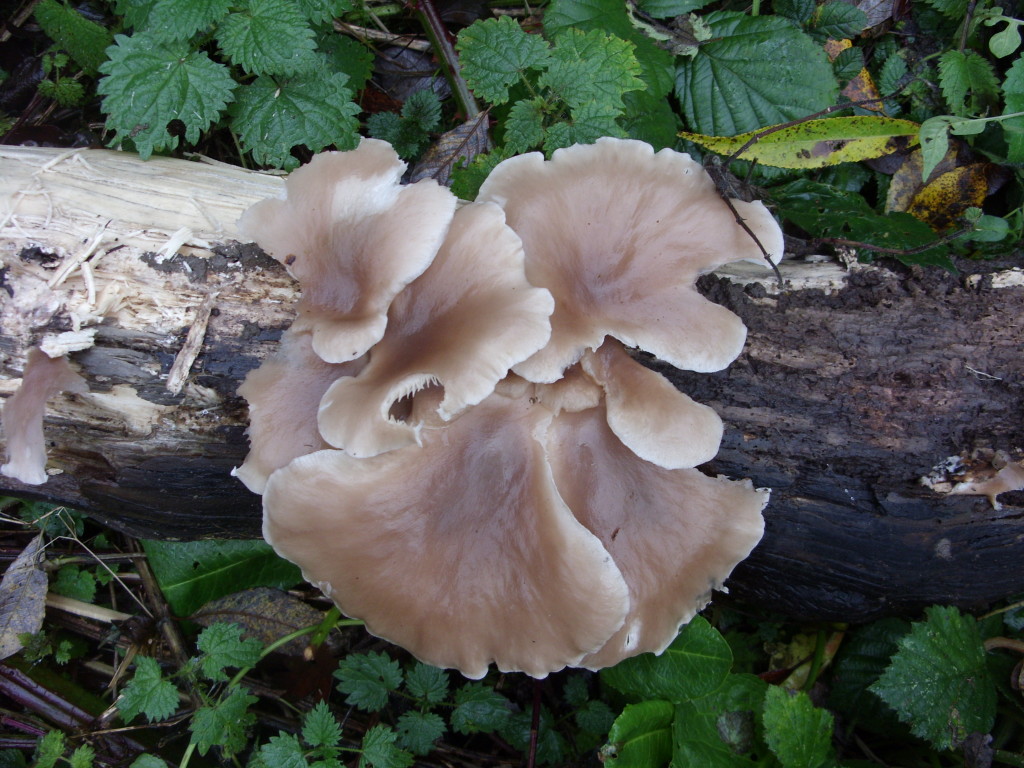 Oyster Fungus (Pleurotus ostreatus)