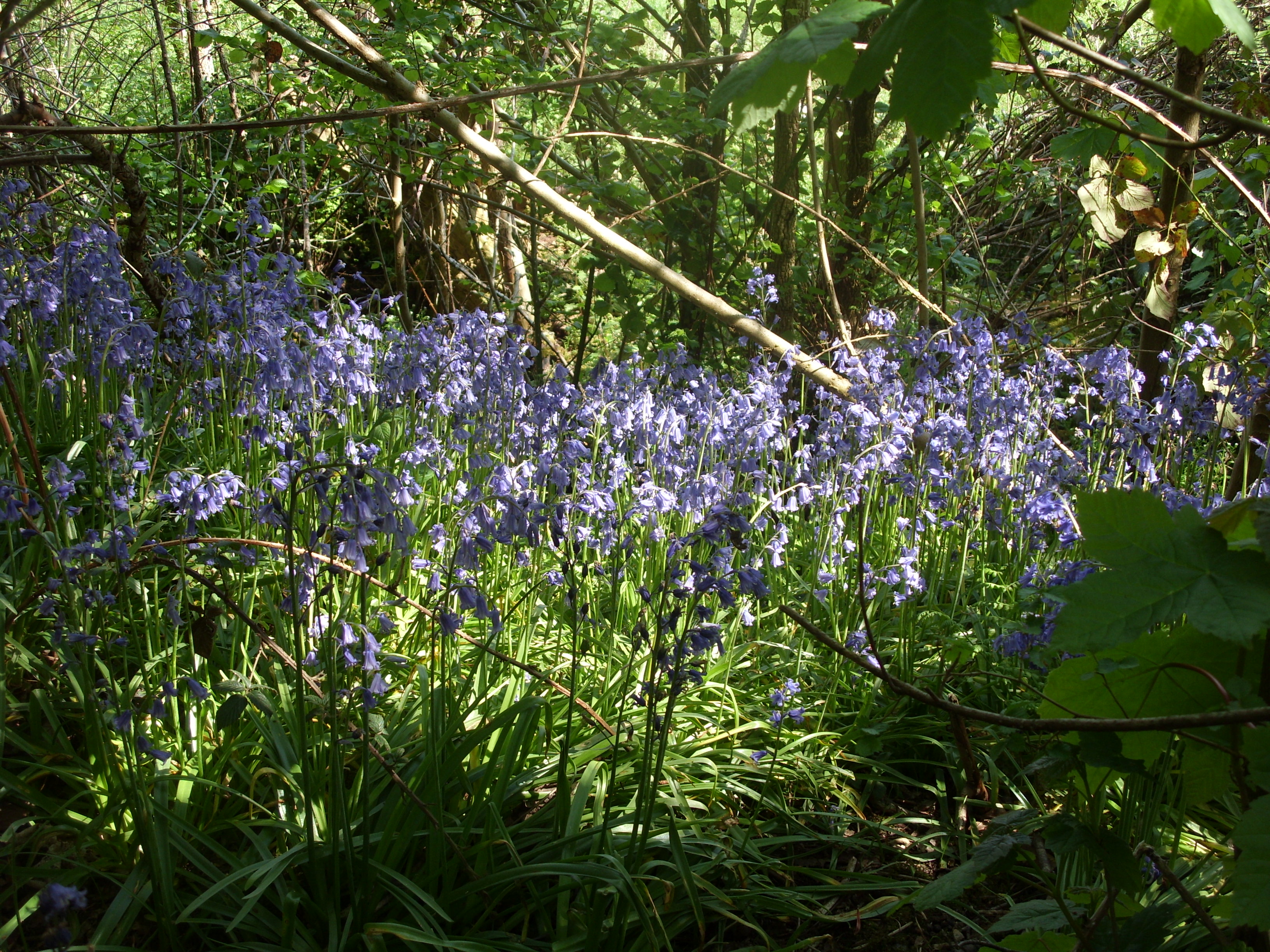 Native Bluebells