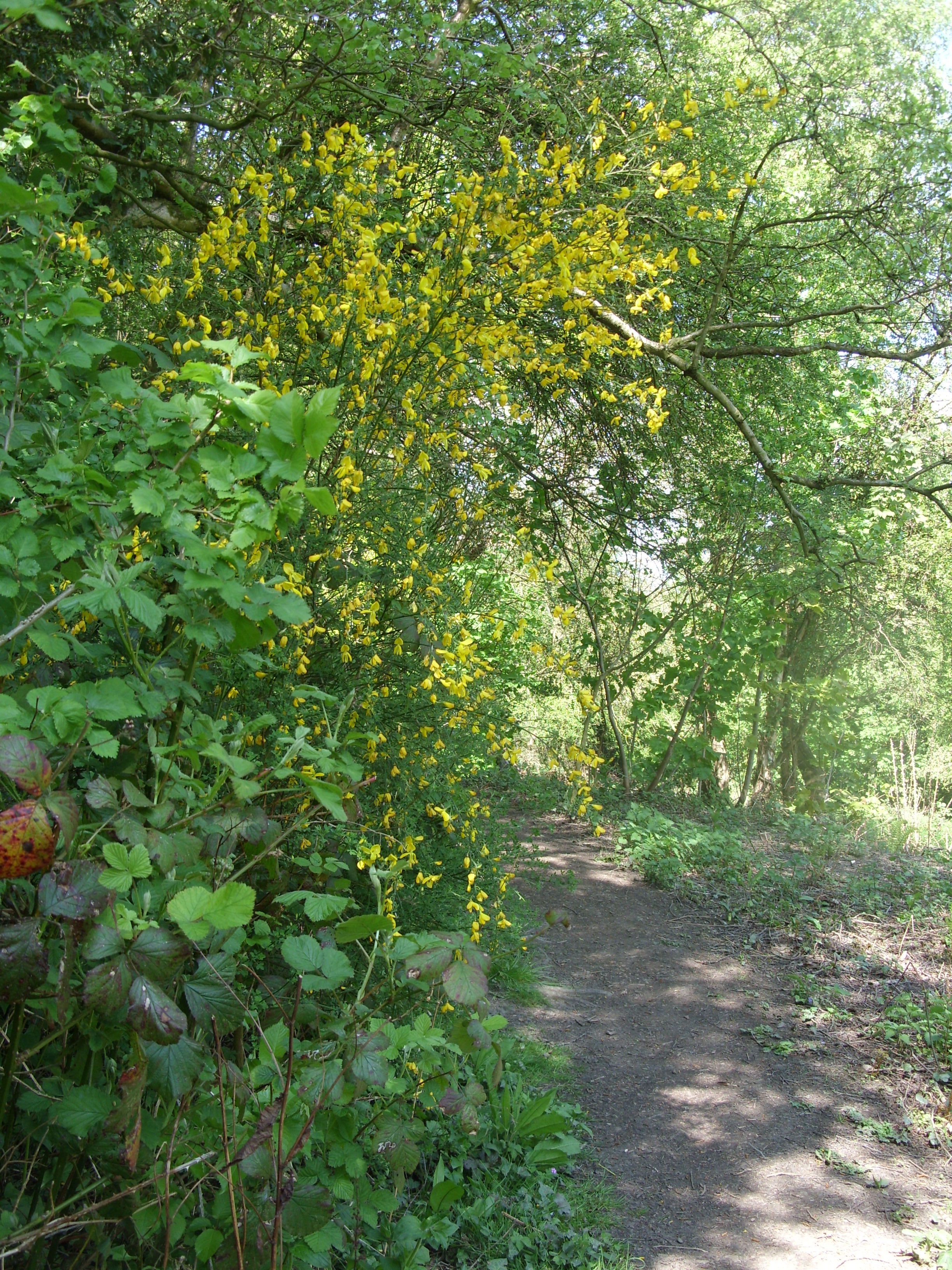 Lower Path