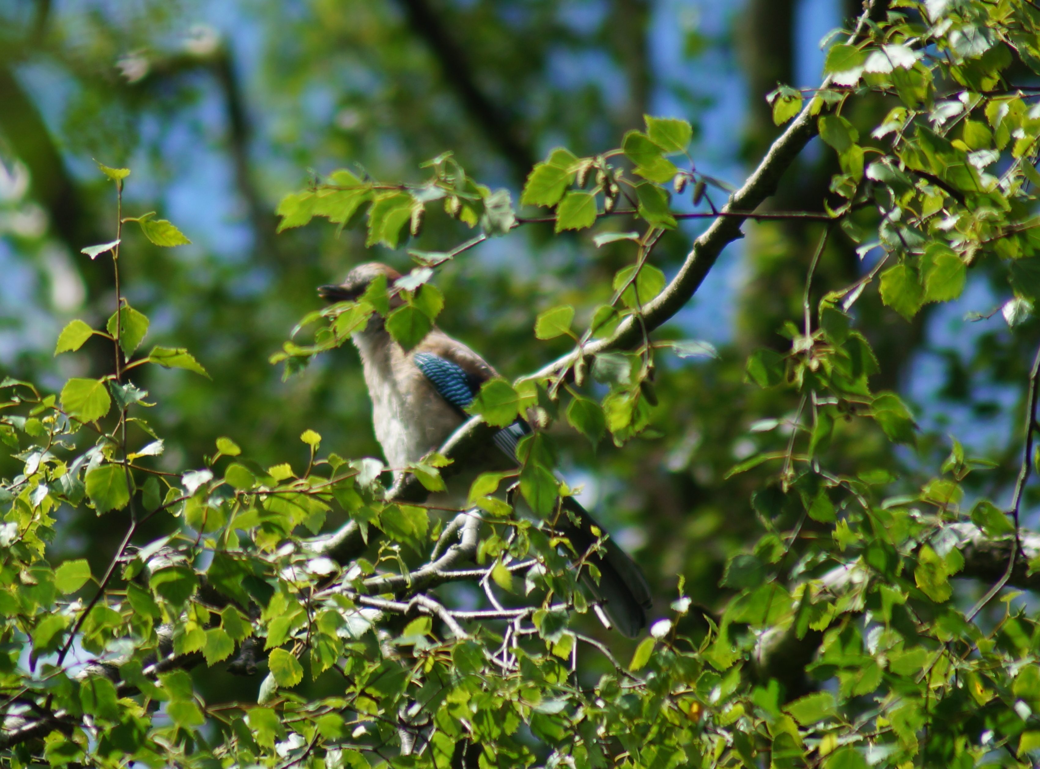 Jay (July 2016)