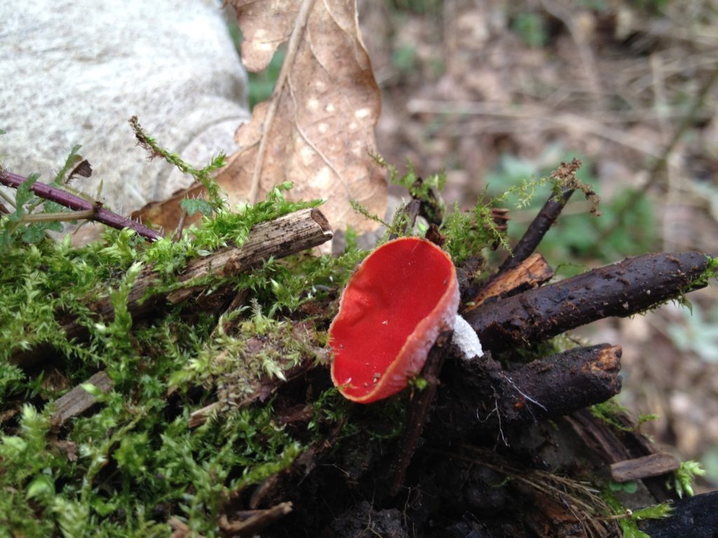 The Sickener (Russula emetica)