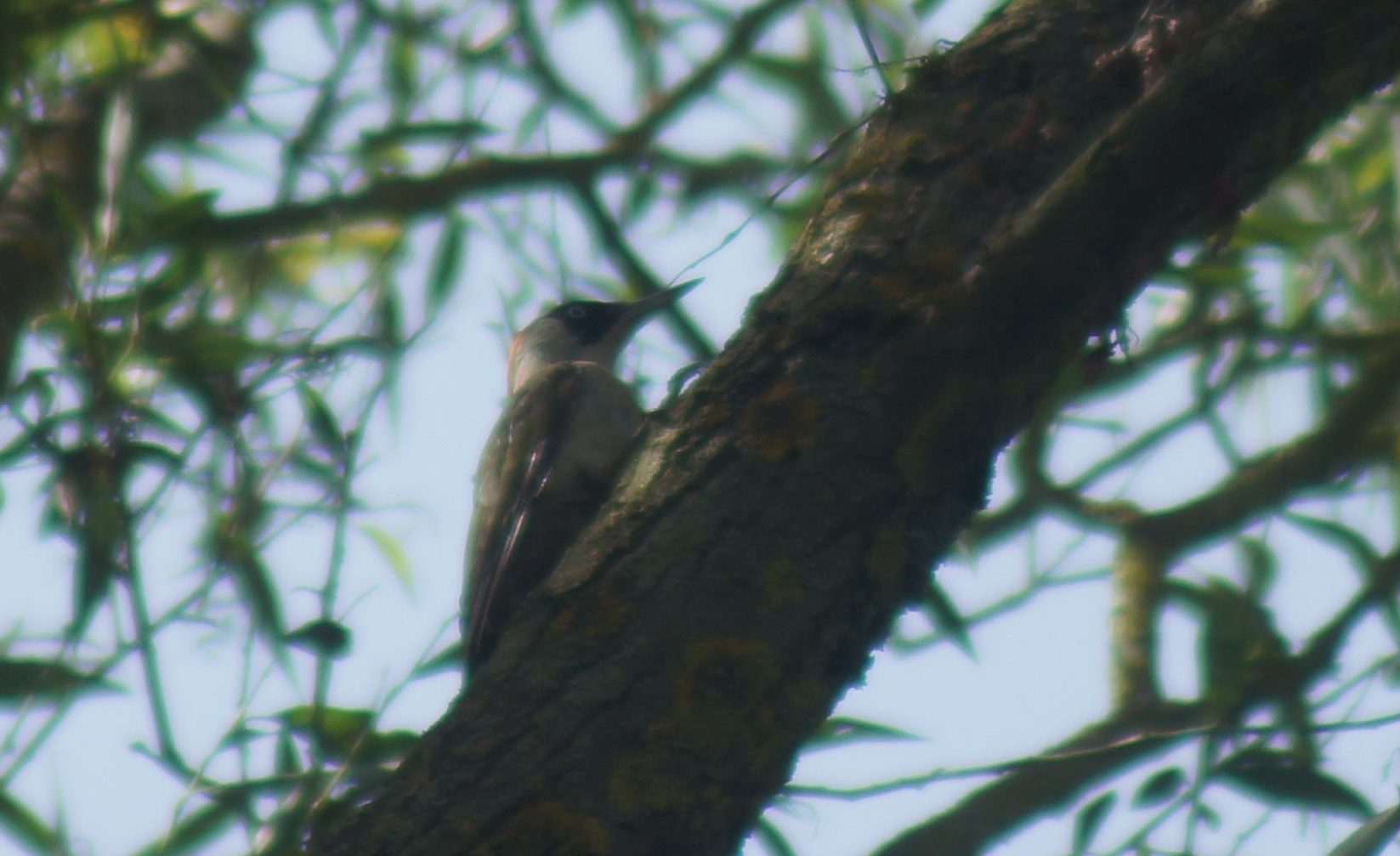 Green Woodpecker (August 2016)