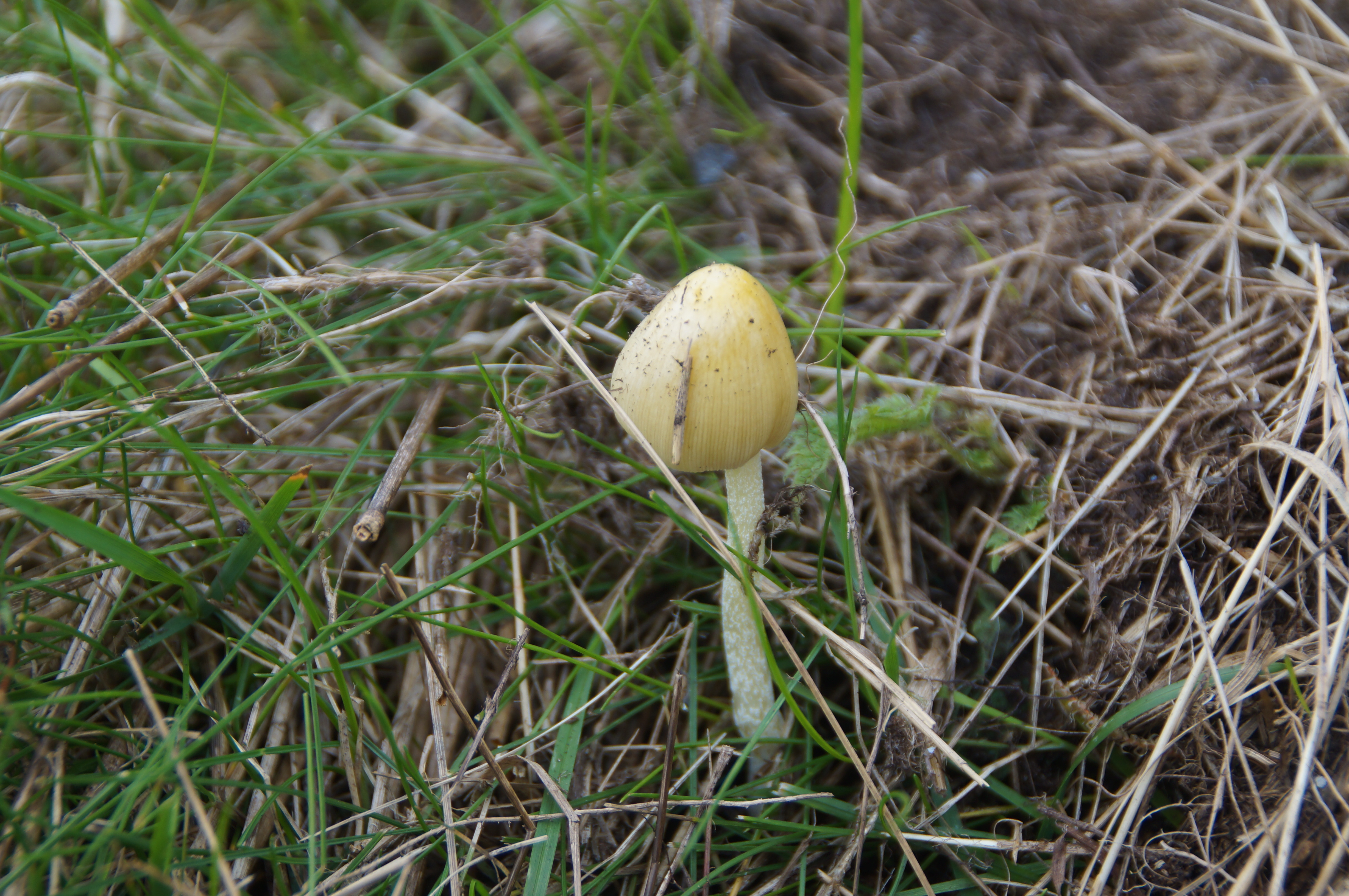 Common Ink Cap (Copprinus comatus)