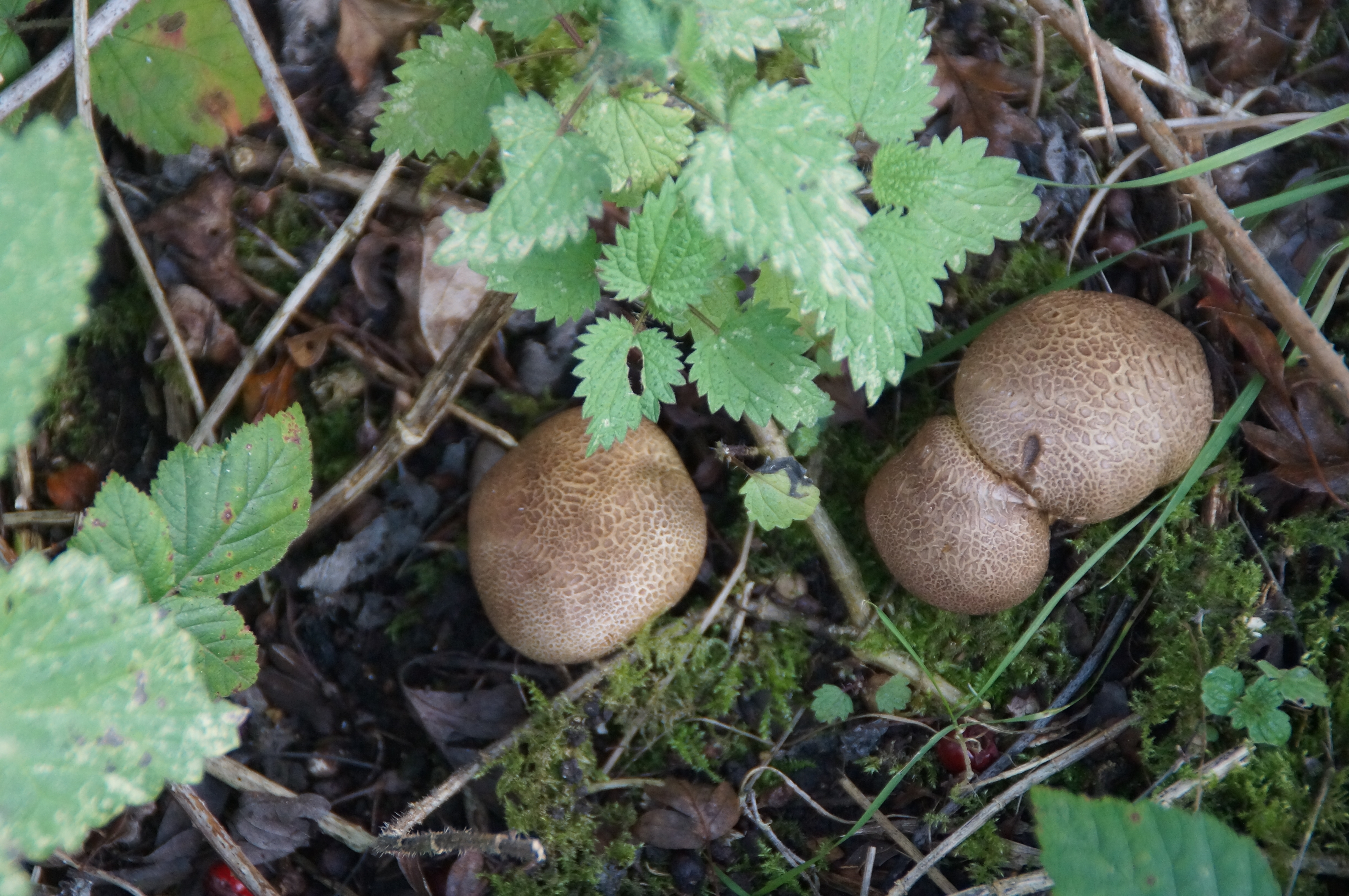 Earthball (Scleroderma citrinum)