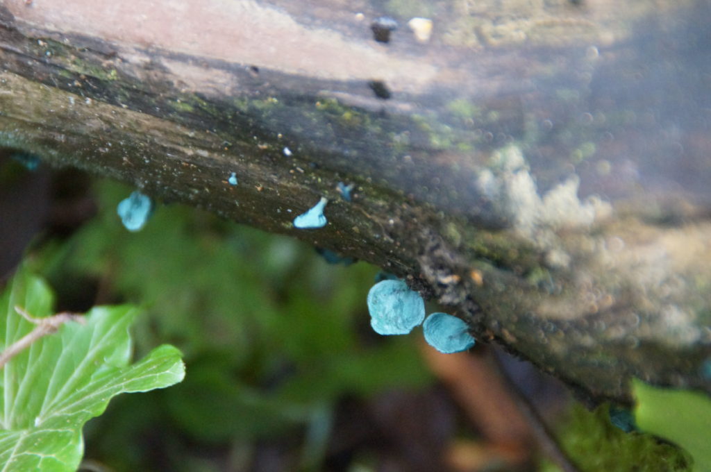 The Green Stain Fungus (Chlorociboria aeruginascens)