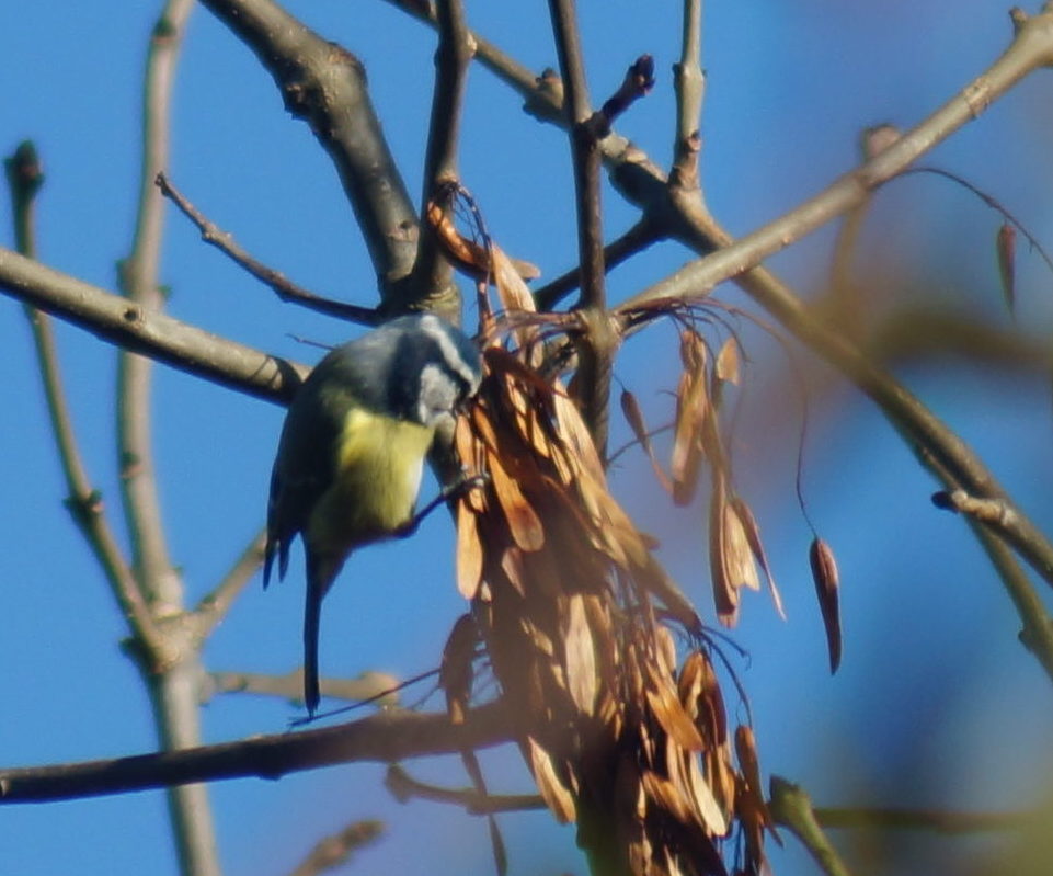 Blue Tit (November 2016)