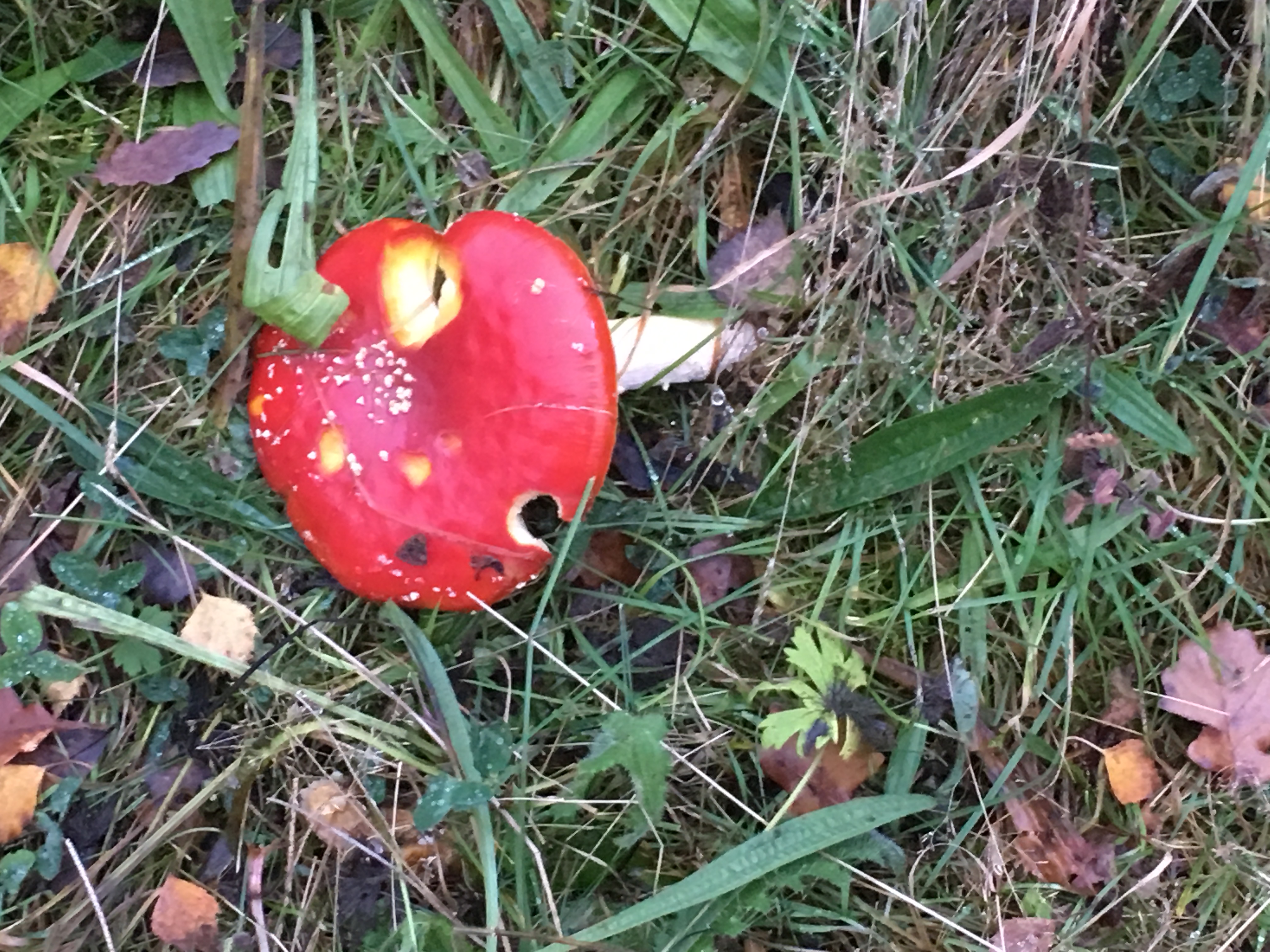 The Sickener (Russula emetic)