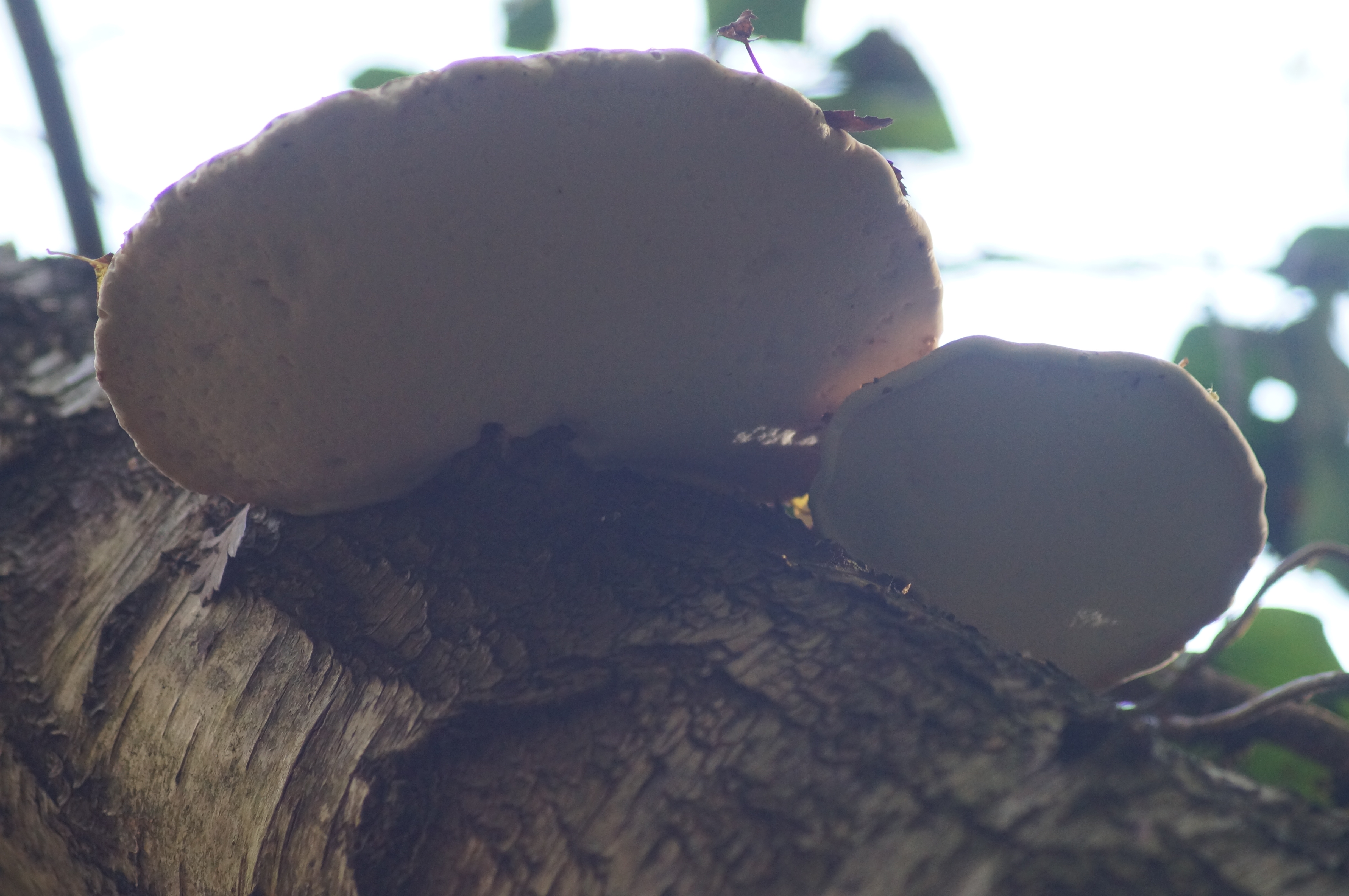 Razor-strop Fungus (Piptoporus betulinus) 