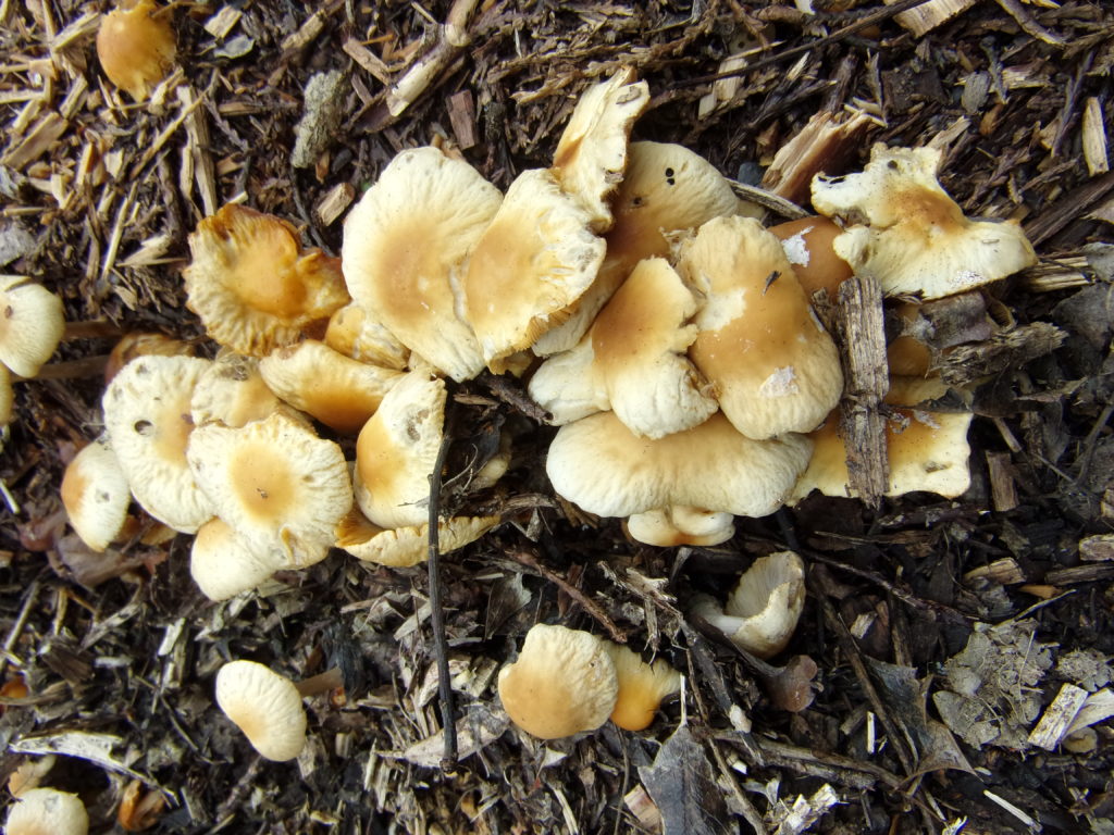 Honey fungus (Armillaria mellea) 