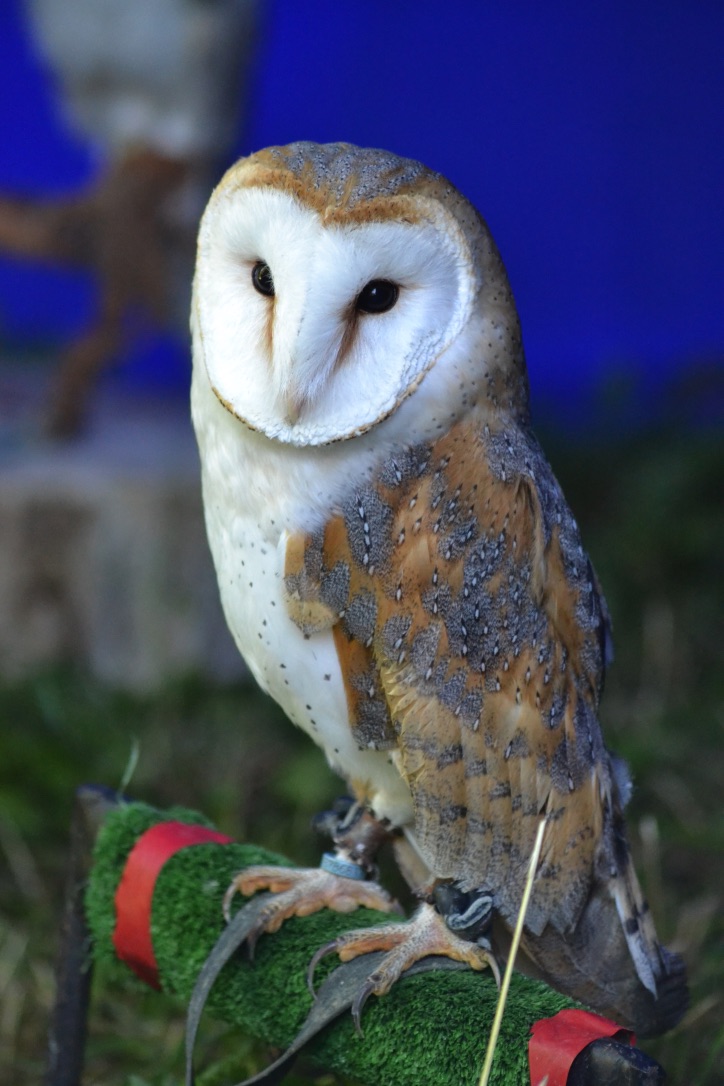 Barn Owl