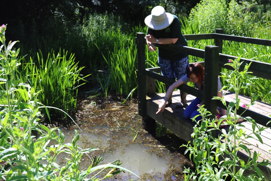 Pond dipping