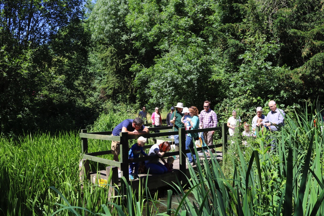 Pond dipping