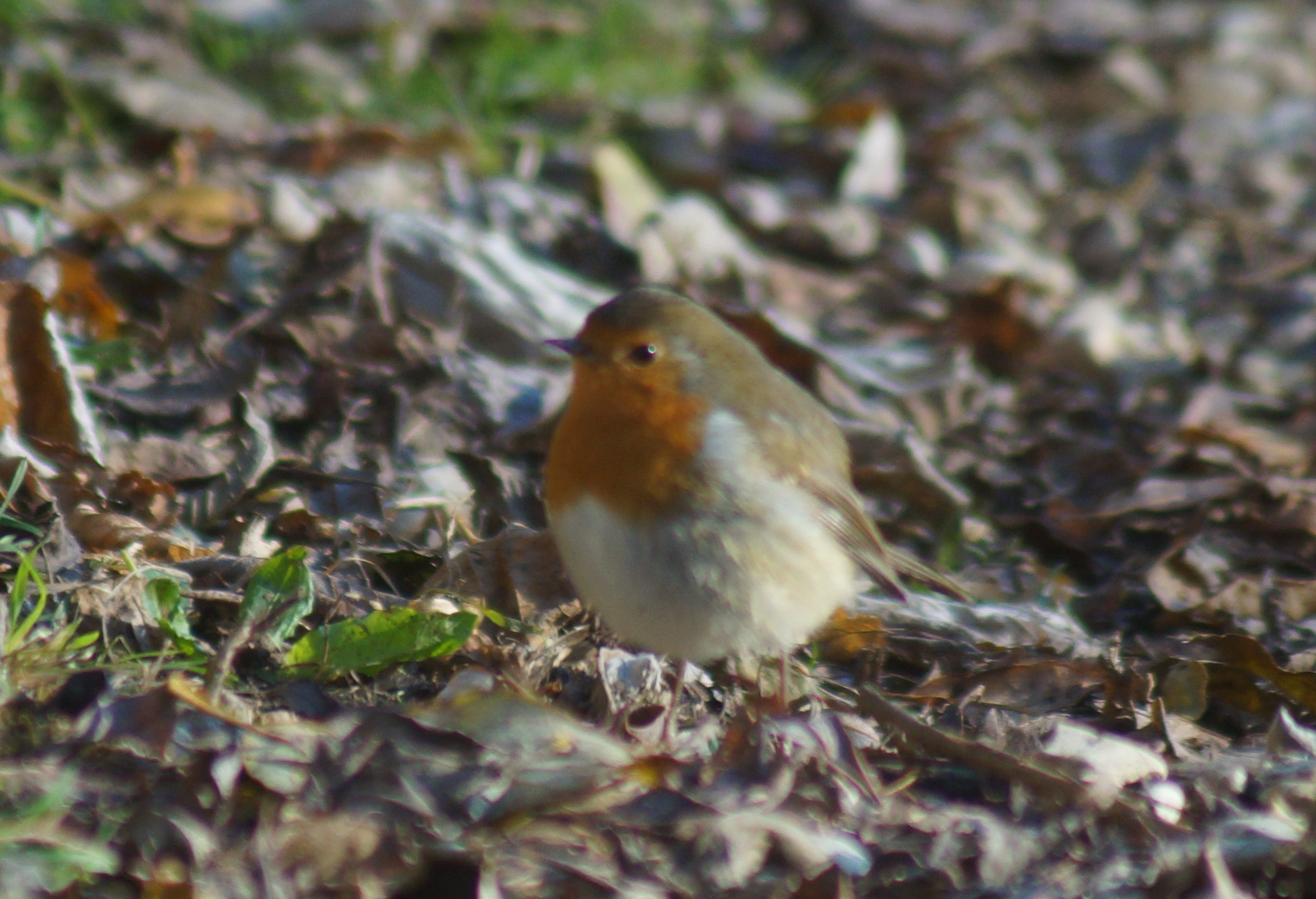 Robin (November 2016)