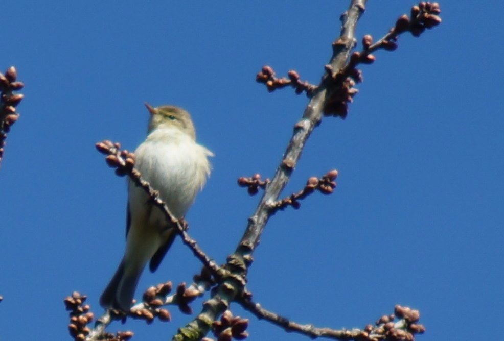 Chiffchaff (April 2017)