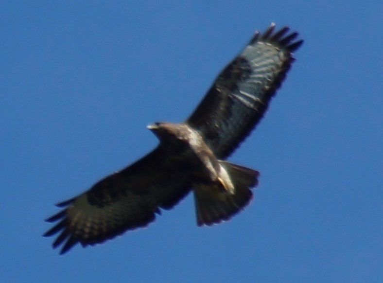 Buzzard (April 2017)