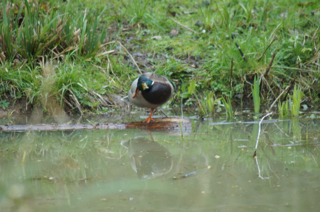 Mallard (April 2019)