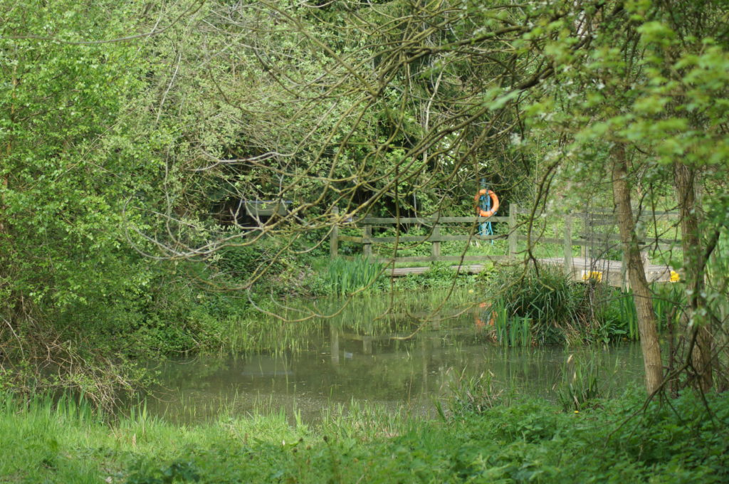 View from the hide across the pond