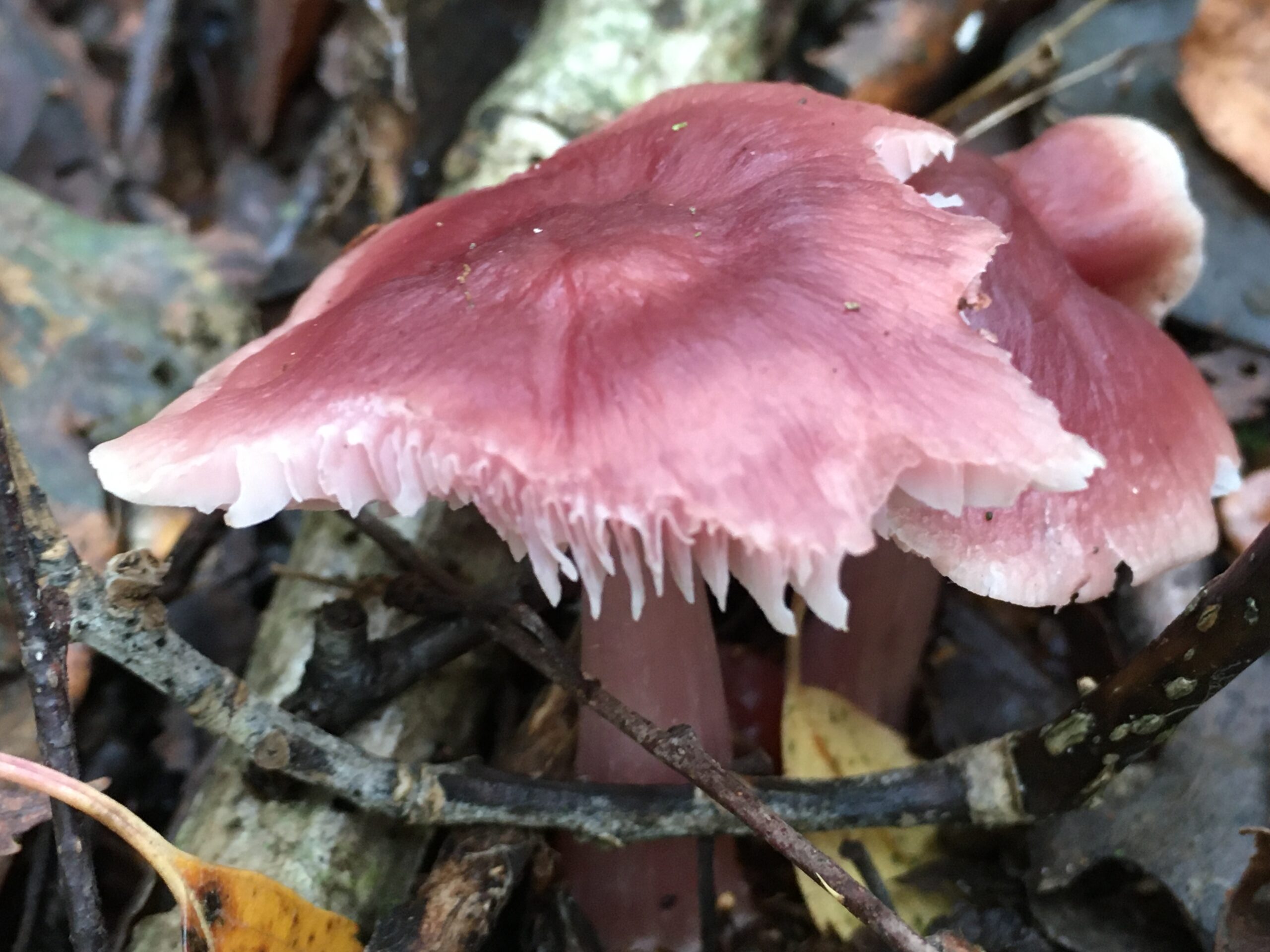 Wood blewit (Clitocybe nuda)