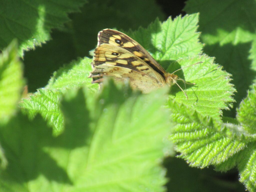 Speckled Wood 