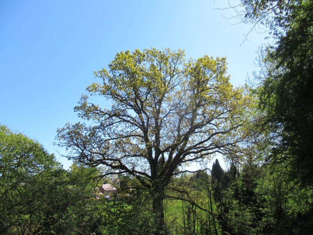 An oak tree coming to life