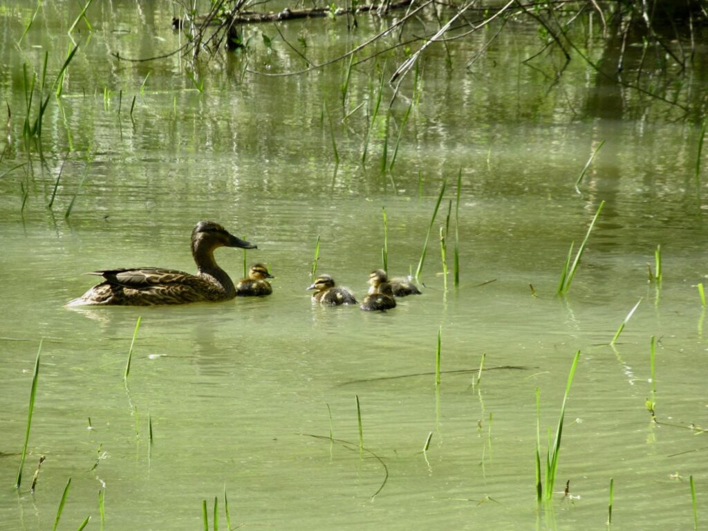 Mother and ducklings