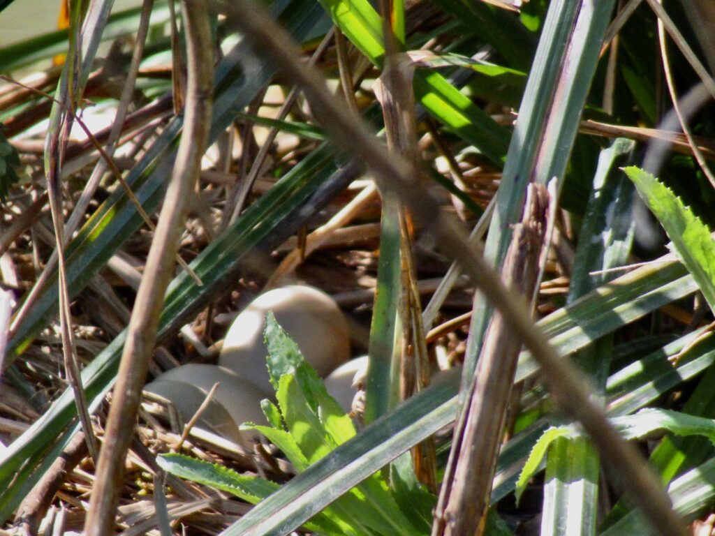 Eggs in the nest