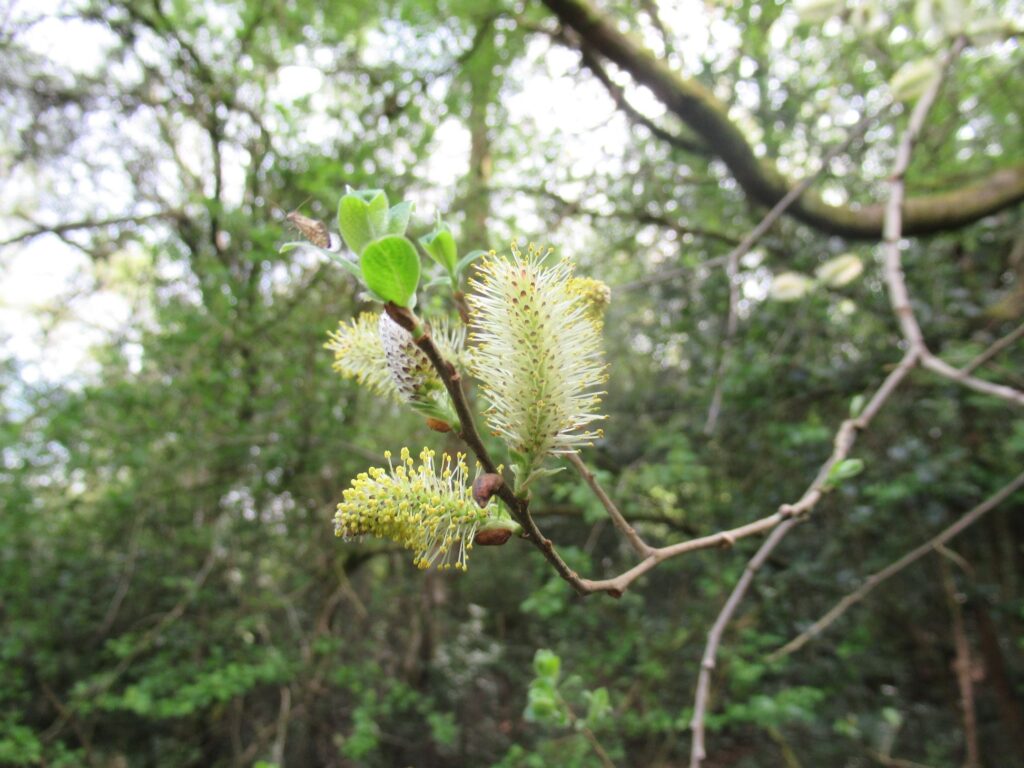 Goat Willow