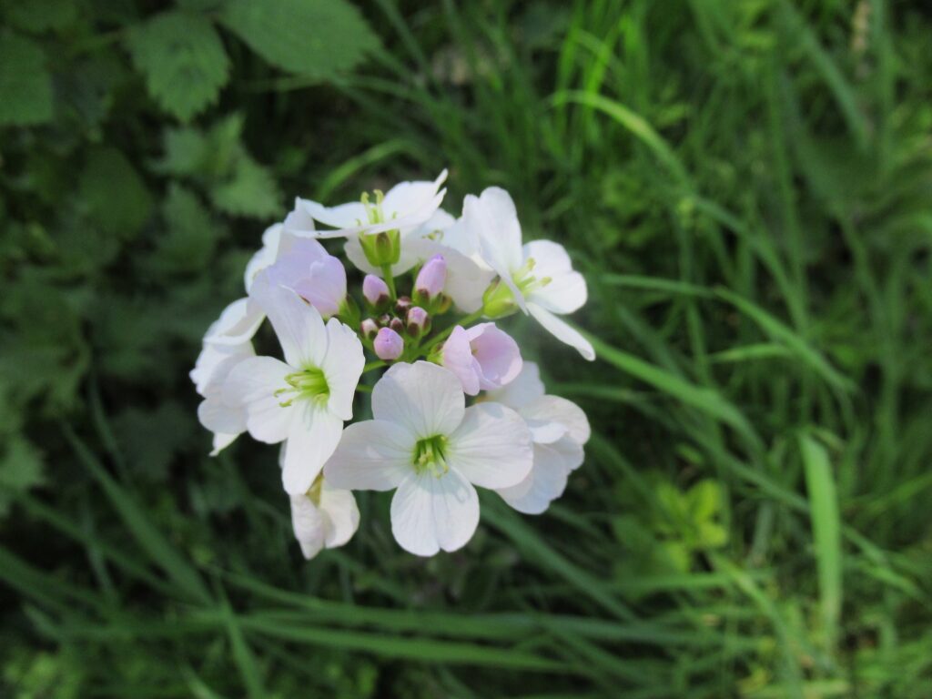 Cuckoo Flower (Lady's Smock)