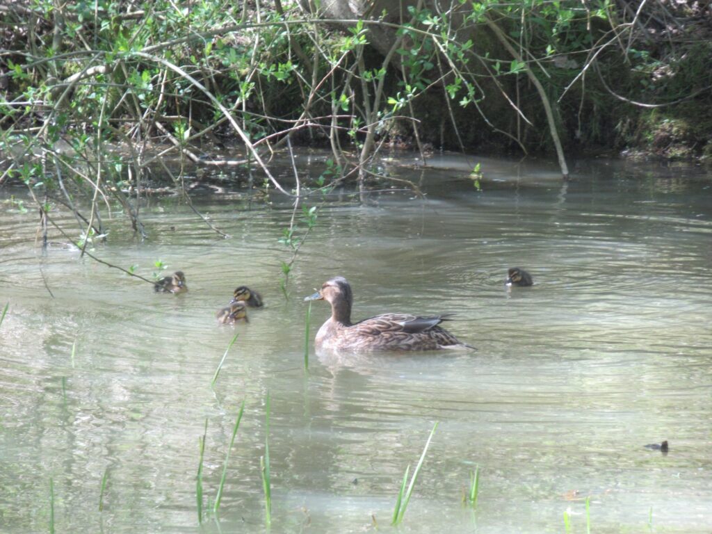 Mother and ducklings