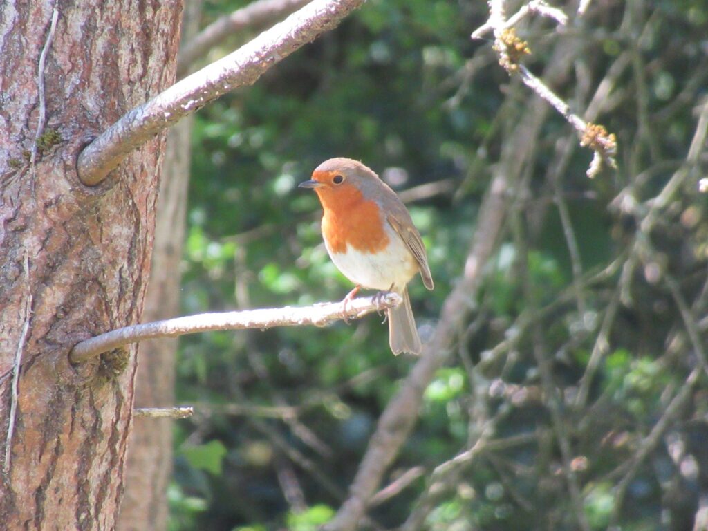 Robin