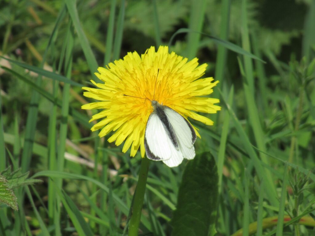 Large White