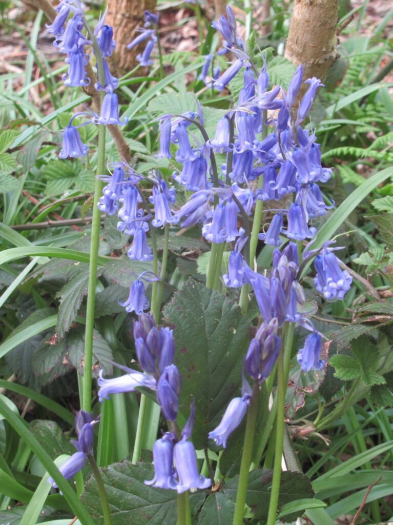 Native Bluebells