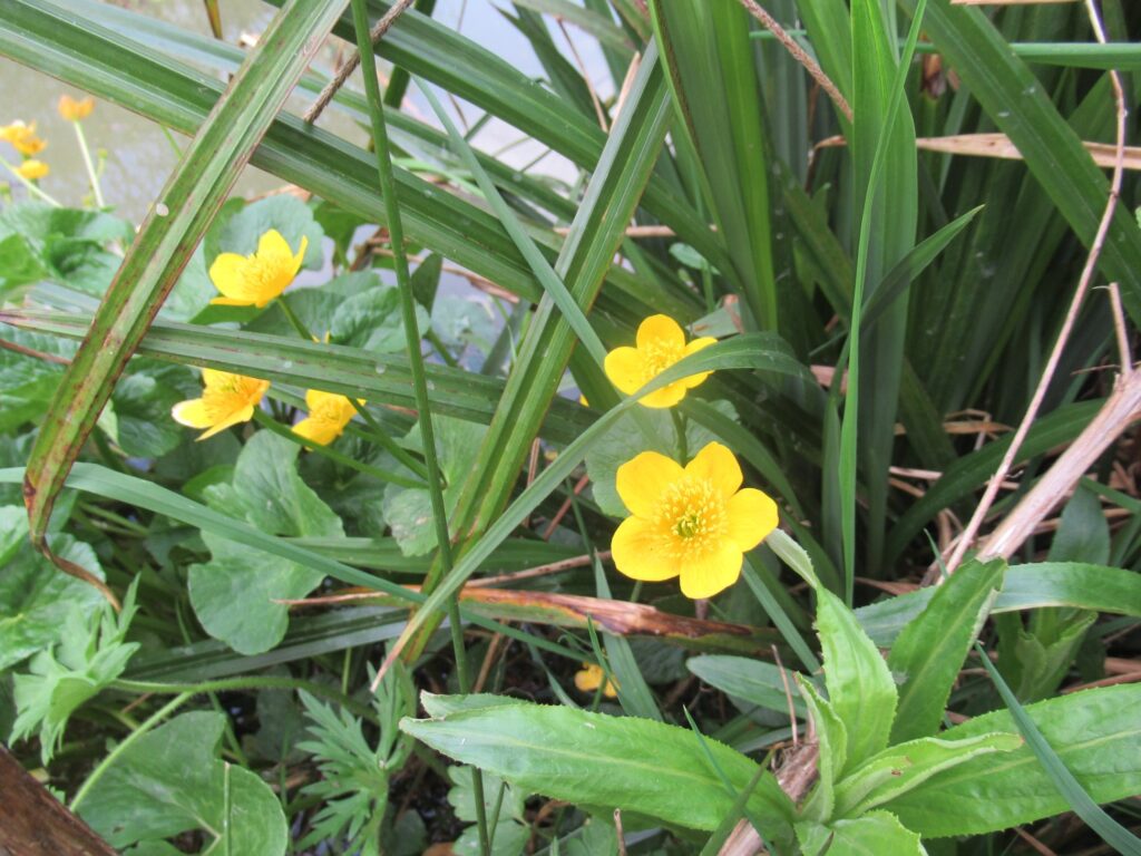 Marsh Marigold