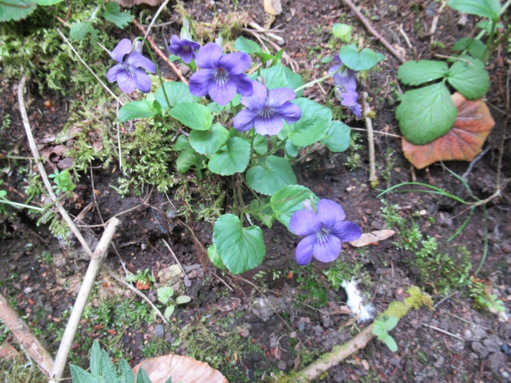 Common dog violet