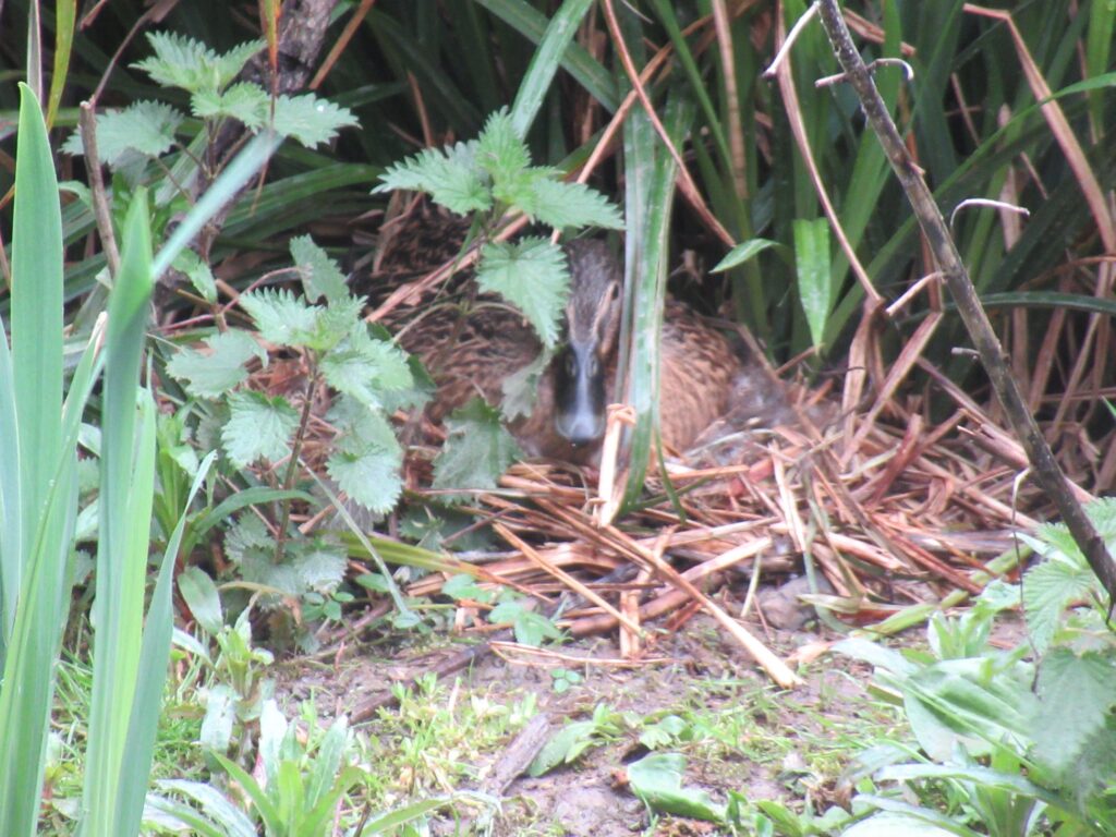 Female Mallard sitting on the eggs