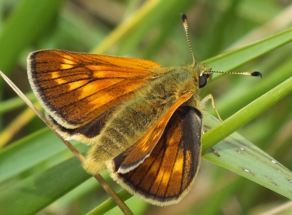 Large skipper (Paul Wells via Facebook)